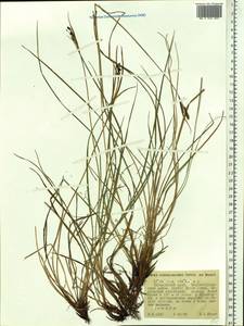 Carex eleusinoides Turcz. ex Kunth, Siberia, Russian Far East (S6) (Russia)