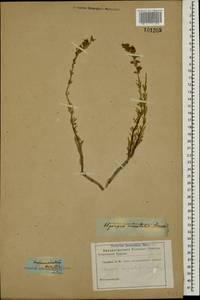 Hyssopus officinalis subsp. officinalis, Caucasus (no precise locality) (K0)