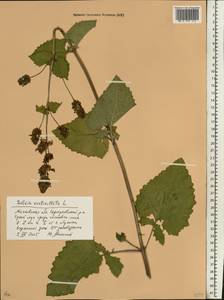 Salvia verticillata L., Eastern Europe, Moscow region (E4a) (Russia)