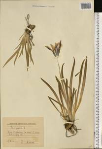 Iris pumila L., Eastern Europe, Lower Volga region (E9) (Russia)