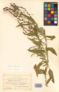 Atriplex patens (Litv.) Iljin, Siberia, Russian Far East (S6) (Russia)