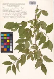 Lonicera ruprechtiana Regel, Eastern Europe, Moscow region (E4a) (Russia)