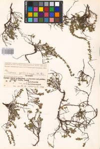 MHA 0 157 298, Thymus pallasianus Heinr.Braun, Eastern Europe, Lower Volga region (E9) (Russia)