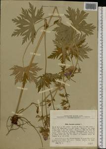 Geranium pratense L., Eastern Europe, Moscow region (E4a) (Russia)
