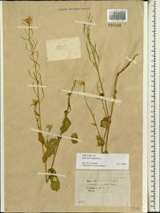 Brassica rapa subsp. oleifera (DC.) Metzg., Siberia, Baikal & Transbaikal region (S4) (Russia)