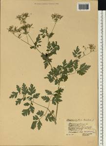 Chaerophyllum temulum L., Eastern Europe, South Ukrainian region (E12) (Ukraine)