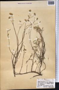 Ziziphora clinopodioides Lam., Middle Asia, Western Tian Shan & Karatau (M3) (Kazakhstan)