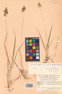 Anthoxanthum glabrum (Trin.) Veldkamp, Siberia, Chukotka & Kamchatka (S7) (Russia)