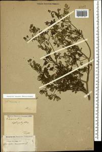 Caucalis platycarpos L., Caucasus, Georgia (K4) (Georgia)