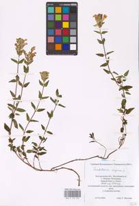 MHA 0 155 507, Scutellaria supina L., Eastern Europe, Central forest-and-steppe region (E6) (Russia)
