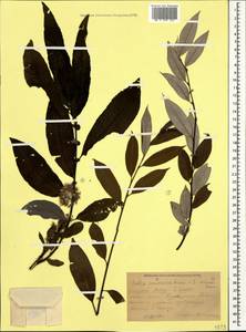 Salix caucasica N. J. Anderss., Caucasus, Krasnodar Krai & Adygea (K1a) (Russia)