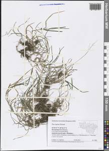 Poa supina Schrad., Eastern Europe, Central region (E4) (Russia)