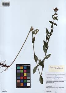 KUZ 018 136, Hypericum hirsutum L., Siberia, Altai & Sayany Mountains (S2) (Russia)