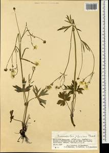 Ranunculus japonicus Thunb., Mongolia (MONG) (Mongolia)