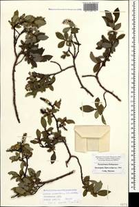 Salix apoda Trautv., Caucasus, Stavropol Krai, Karachay-Cherkessia & Kabardino-Balkaria (K1b) (Russia)