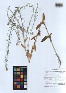 Neslia paniculata (L.) Desv., Siberia, Altai & Sayany Mountains (S2) (Russia)