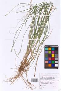 Carex canescens L., Eastern Europe, North-Western region (E2) (Russia)