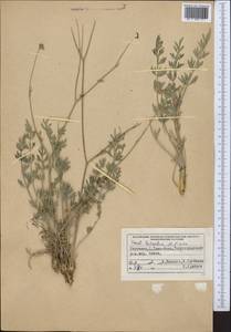 Seseli luteolum Pimenov, Middle Asia, Northern & Central Tian Shan (M4) (Kyrgyzstan)