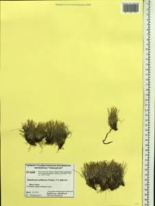 Trichophorum uniflorum (Trautv.) Karav., Siberia, Central Siberia (S3) (Russia)