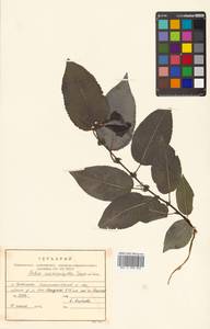 Chosenia cardiophylla (Trautv. & C. A. Mey.) N. Chao, Siberia, Russian Far East (S6) (Russia)