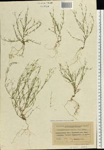 Psammophiliella muralis (L.) lkonn., Eastern Europe, West Ukrainian region (E13) (Ukraine)