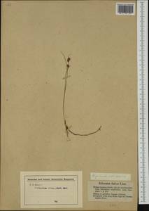 Rhynchospora fusca (L.) W.T.Aiton, Western Europe (EUR) (Germany)