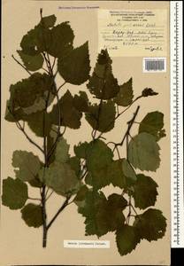 Betula pubescens var. litwinowii (Doluch.) Ashburner & McAll., Caucasus, South Ossetia (K4b) (South Ossetia)