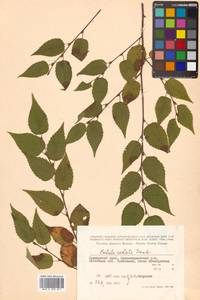 Betula costata Trautv., Siberia, Russian Far East (S6) (Russia)