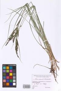 Carex nigra (L.) Reichard, Eastern Europe, North-Western region (E2) (Russia)