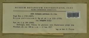 Grimmia pulvinata (Hedw.) Sm., Bryophytes, Bryophytes - Western Europe (BEu) (Romania)