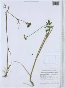 Semenovia transiliensis Regel & Herder, South Asia, South Asia (Asia outside ex-Soviet states and Mongolia) (ASIA) (China)