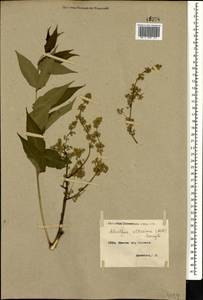 Ailanthus altissima (Miller) Swingle, Caucasus, Armenia (K5) (Armenia)