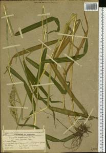 Phalaris arundinacea L., Siberia, Russian Far East (S6) (Russia)