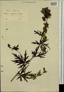 Aconitum variegatum subsp. nasutum (Fischer ex Rchb.) Götz, Caucasus, Krasnodar Krai & Adygea (K1a) (Russia)
