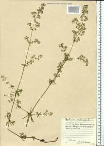 Galium mollugo L., Eastern Europe, Northern region (E1) (Russia)
