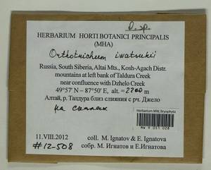 Lewinskya iwatsukii (Ignatov) F. Lara, Garilleti & Goffinet, Bryophytes, Bryophytes - Western Siberia (including Altai) (B15) (Russia)