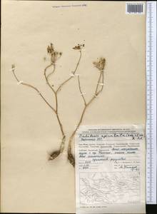 Oedibasis apiculata (Kar. & Kir.) Koso-Pol., Middle Asia, Western Tian Shan & Karatau (M3) (Uzbekistan)