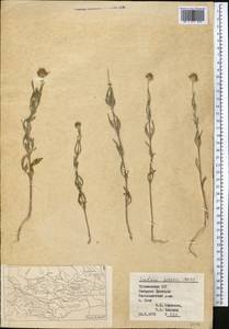Lomelosia persica (Boiss.) Greuter & Burdet, Middle Asia, Kopet Dag, Badkhyz, Small & Great Balkhan (M1) (Turkmenistan)