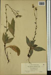 Hieracium racemosum subsp. barbatum (Froel.) Zahn, Western Europe (EUR) (Czech Republic)