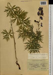 Aconitum ambiguum Rchb., Siberia, Baikal & Transbaikal region (S4) (Russia)