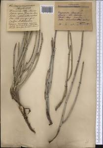 Magnoliopsida, America (AMER) (Mexico)