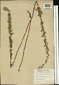 Artemisia pontica L., Eastern Europe, Rostov Oblast (E12a) (Russia)