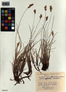 Anthoxanthum monticola (Bigelow) Veldkamp, Siberia, Altai & Sayany Mountains (S2) (Russia)