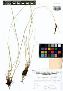 Carex erawinensis Korotky, Siberia, Baikal & Transbaikal region (S4) (Russia)