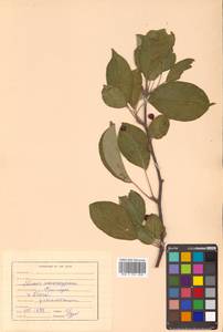 Malus mandshurica (Maxim.) Kom., Siberia, Russian Far East (S6) (Russia)