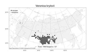 Veronica krylovii Schischk., Atlas of the Russian Flora (FLORUS) (Russia)