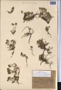 Thymus petraeus Serg., Middle Asia, Northern & Central Tian Shan (M4) (Kyrgyzstan)