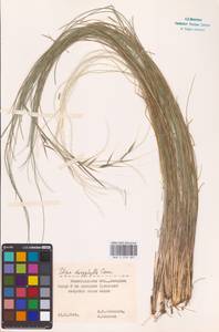 Stipa dasyphylla (Lindem.) Czern. ex Trautv., Eastern Europe, Lower Volga region (E9) (Russia)