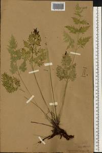 Thysselinum palustre (L.) Hoffm., Eastern Europe, Central forest-and-steppe region (E6) (Russia)
