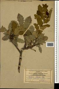 Quercus petraea subsp. polycarpa (Schur) Soó, Caucasus, Azerbaijan (K6) (Azerbaijan)